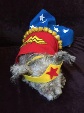 Dog wonder woman costume