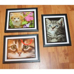 Framed cat pictures