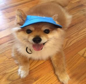 Cute Dog Hat Red In Color Medium
