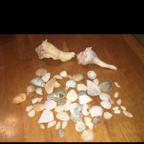 Multiple Pretty Seashells