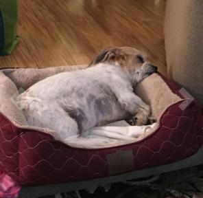 Deluxe pet bed