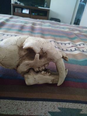 Prehistoric Fossil