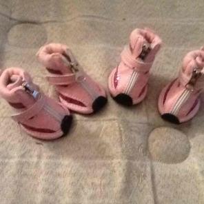 Small dog boots