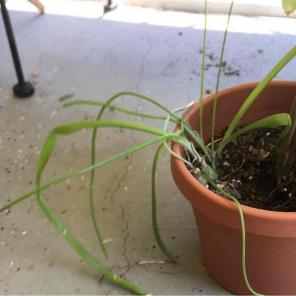 Bundle of pregnant onion