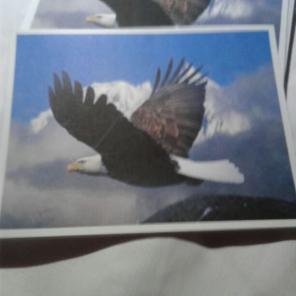 WWB-130/Note Cards/Eagle in Flight