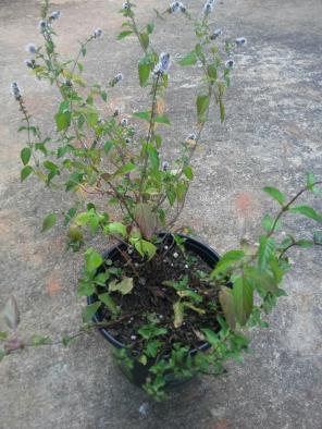 Peppermint plant