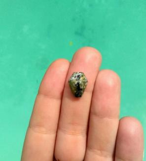 Tiny Peacock Ore Coffin Cab For Ring