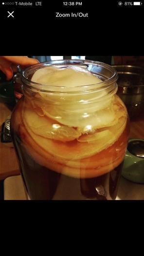 Kombucha SCOBY