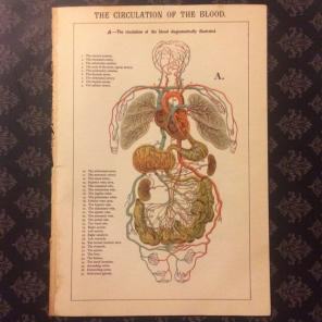 Antique Print The Circulation Of Blood