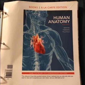 Human Anatomy 8th Edition Martini