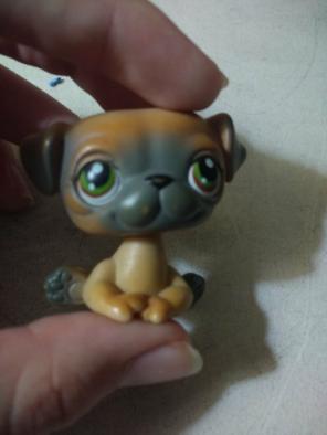 Lps pug