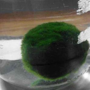 TWO FOR ONE PRICE MARIMO