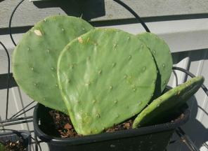 Virginia cactus clipping