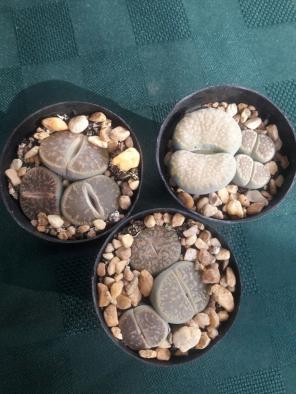 Lithops, Succulent-Free Shipping