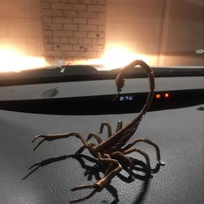 Scorpion