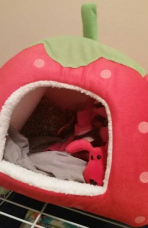 Strawberry small animal House