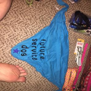 Service Dog Gear