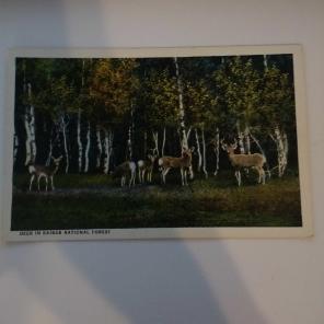 Vintage postcard posted Deer in Kaibab