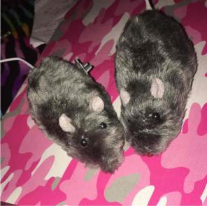 Ratsss