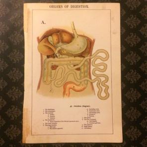 Antique Print Organs Of Digestion