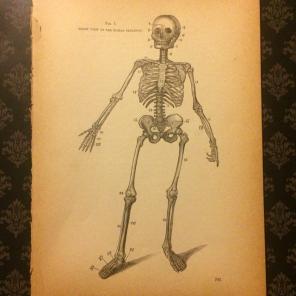 Antique Print Of The Skeletal System