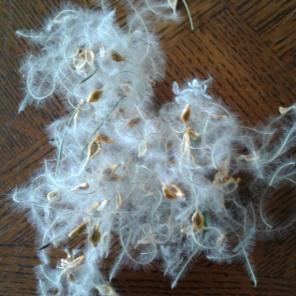 Babys Breath with Seeds