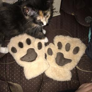 Paw Gloves