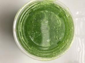 Kiwi Putty /clear Slime