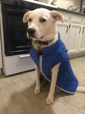XXL Reversible Dog Puffer Vest