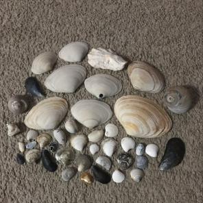 42 Unique Sea Shells