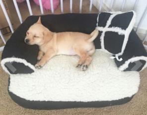 New PET SOFA BED WITH PILLOW