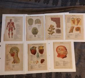 Antique Print Of Muscles