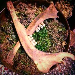 Deer Jaw *FREE SHIPPING*