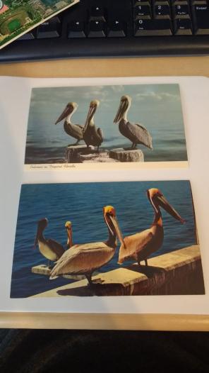 Pelican postcard lot free shipping