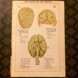 Antique Print The Brain & The Nerves