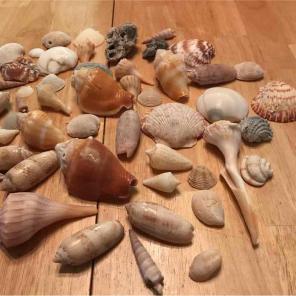 Shells