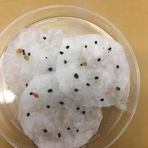 Germinated cacti