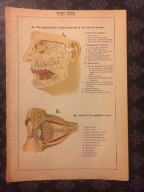 Illustration Of The Anatomy Of The Eye