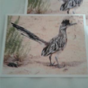 WWB-154/Note Cards/Texas Roadrunner II