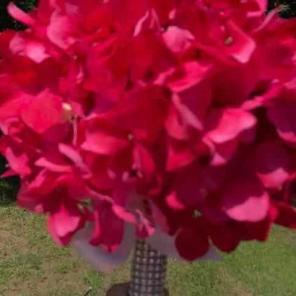 Watermelon red bouquet