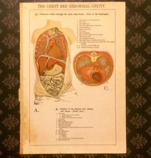 Antique Print: Chest & Abdominal Cavity