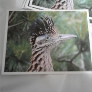 WWB-153/Note Cards/Texas Roadrunner I