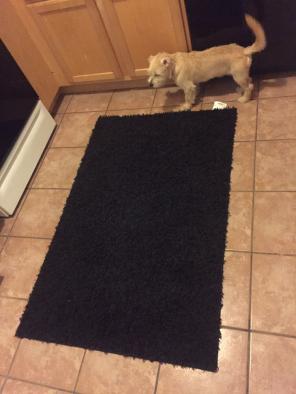 Black Carpety Shag Area Rug