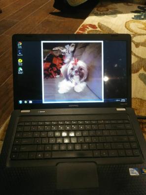 Compaq Presario CQ56