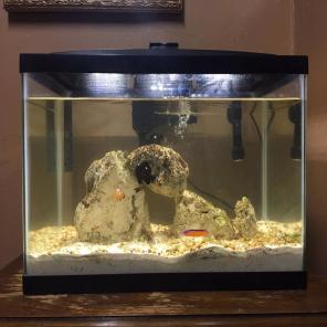 Size 10 Glass Aquarium