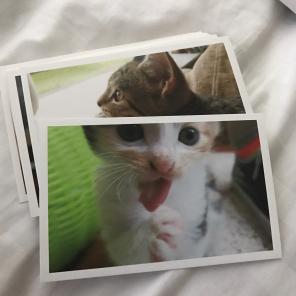 28 Pcs Cat Postcards
