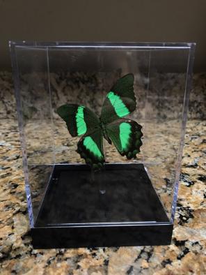 Majestic Green Butterfly in Acrylic Case