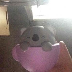 Koala in a teacup